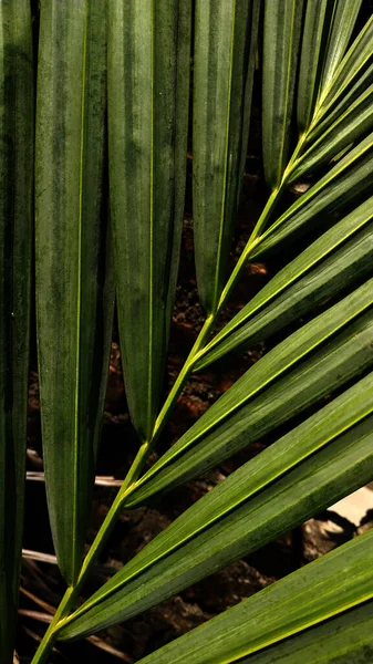 Red Palm Cyrtostachys Lakka Becc Popular Ornamental Plant Commonly Found — Foto de Stock