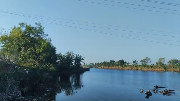 Buffalo Bathing River Morning — Stok video