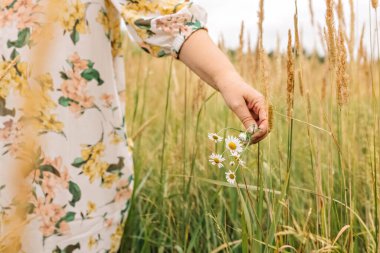 Yaşlı bir kadının eli, uzun otların arasında dikenli papatya çiçekleri tutuyor. Sonbahar.