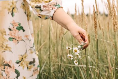 Yaşlı bir kadının eli, uzun otların arasında dikenli papatya çiçekleri tutuyor. Sonbahar.