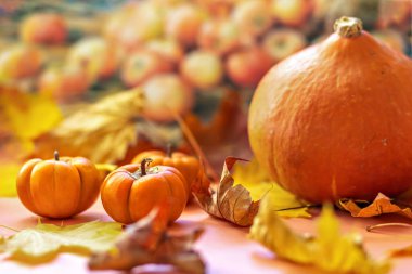 Sonbahar hala hayattır. Düşmüş akçaağaç yaprakları ve portakal kabakları. Sonbahar hasadı