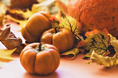 Sonbahar hala hayattır. Düşmüş akçaağaç yaprakları ve portakal kabakları. Sonbahar hasadı