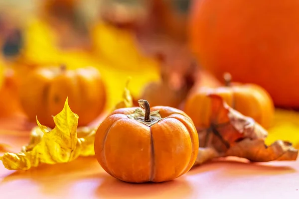 Natura Morta Autunno Foglie Acero Cadute Zucche Arancioni Raccolta Autunnale — Foto Stock