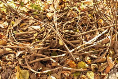 Sonbahar parkında yapraklarla kaplı yerde kökler ve sarmaşıklar