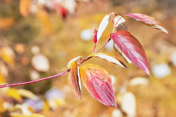 Galho Árvore Com Folhas Amarelo Vermelhas Fundo Embaçado Natureza Outono — Fotografia de Stock