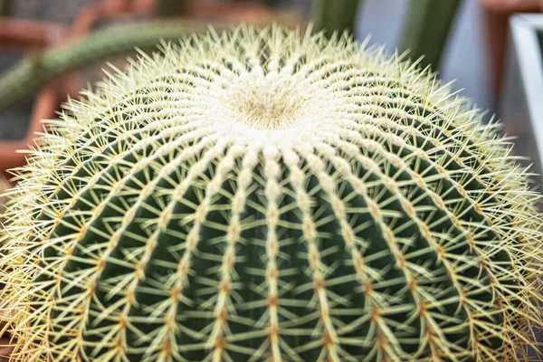 Parte Cactus Verde Espinoso — Foto de Stock