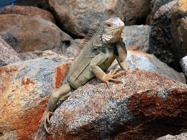 Iguana — Stock Photo, Image