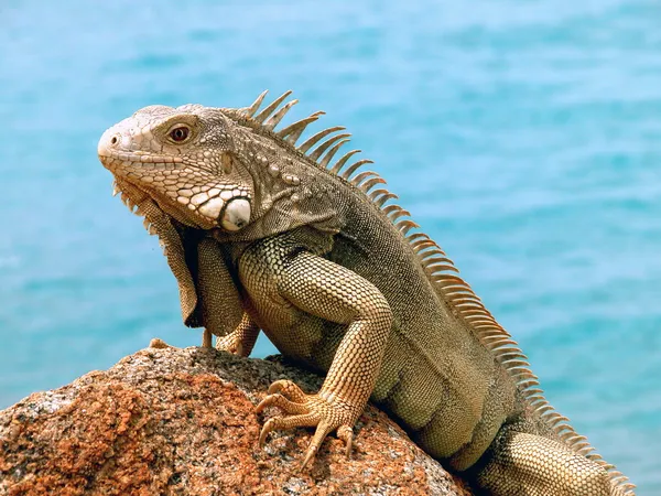 Iguana — Zdjęcie stockowe