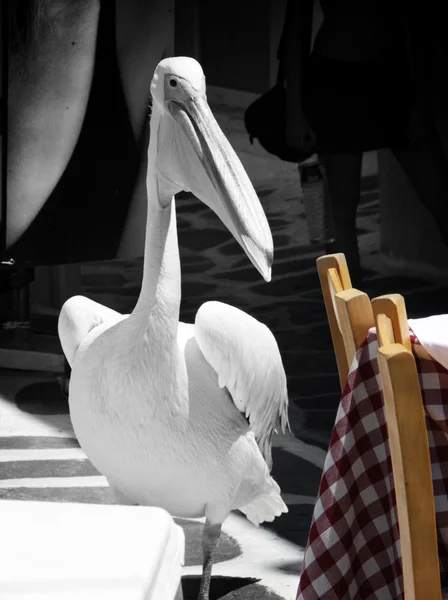 Uccello Pellicano a Mykonos, Grecia — Foto Stock