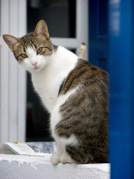 Kat op het venster in mykonos, Griekenland Stockfoto