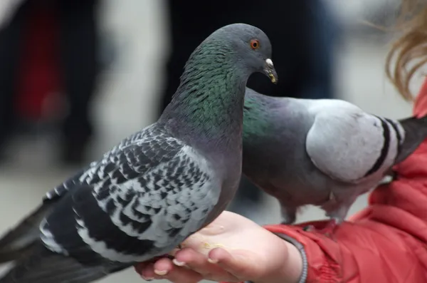 Feeding Pigeon in Venice — Stock Photo, Image