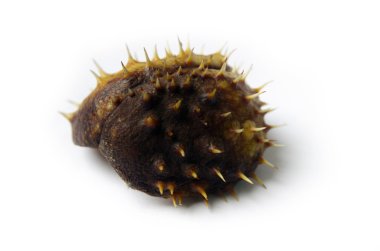 At kestanesi beyaz arkaplanda izole