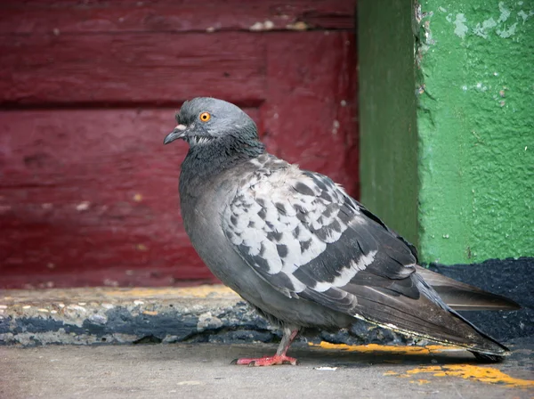 Pombo em Zagreb — Fotografia de Stock