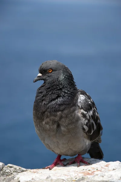 Pombo — Fotografia de Stock