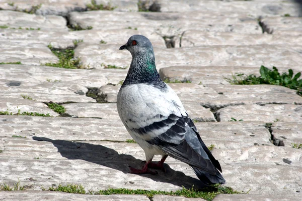 Pombo que fica no chão de macadame — Fotografia de Stock