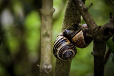 aşk sınır tanımaz
