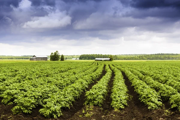 patates alanları sonsuza kadar