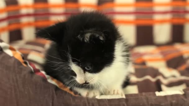 Gatito en la cesta — Vídeo de stock