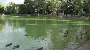 stadtpark ördekler ile göl