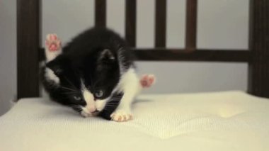 Kendini yalamaya yavru kedi