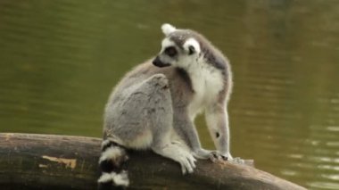 Ring-Tailed Maki