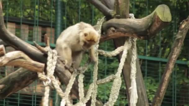 Macaco descendo uma rede — Vídeo de Stock