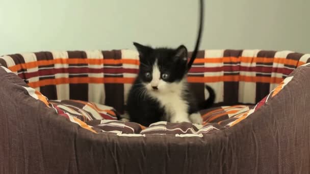 Gatinho jogando — Vídeo de Stock