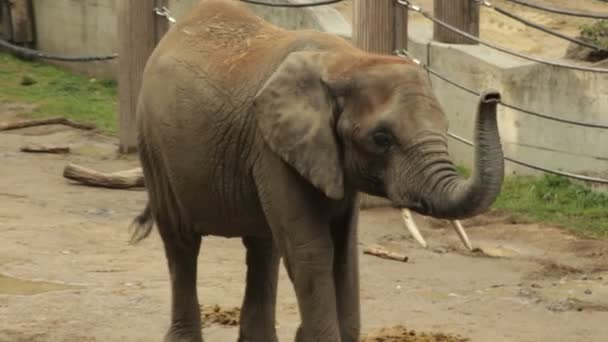 Elefanti — Video Stock