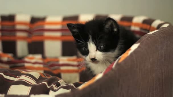 Котенок в корзине — стоковое видео