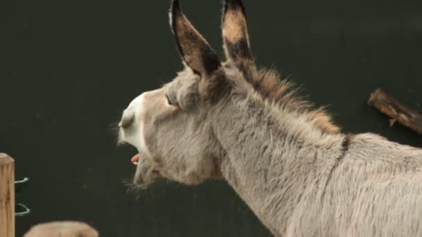 Donkey gnäggade — Stockvideo