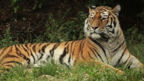 Тигр — стоковое видео