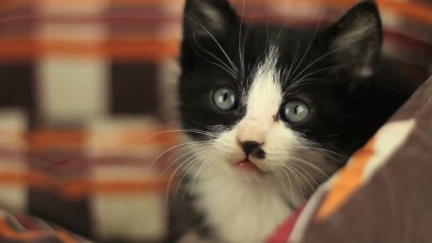 Котенок в корзине — стоковое видео