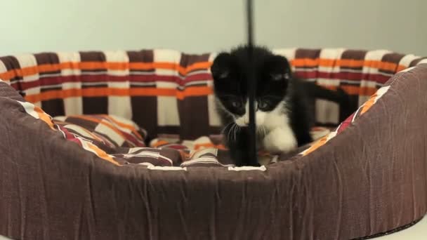 Gatito jugando — Vídeo de stock