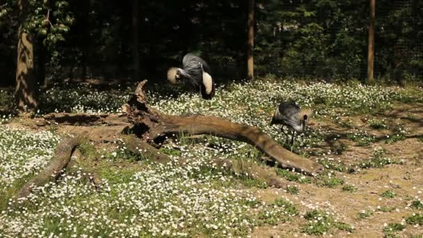 Grey crowned crane — Stock Video