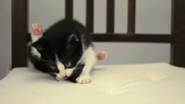 Kitten licking himself — Stock Video