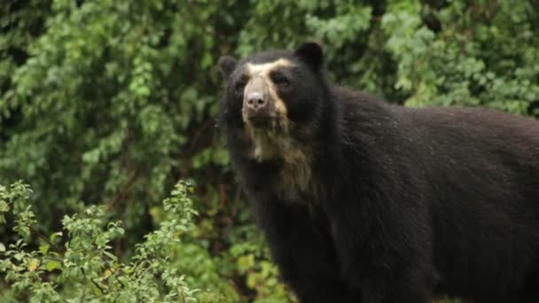 Urso andino — Vídeo de Stock