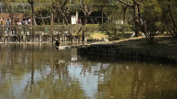 Lacul în grădina zoologică — Videoclip de stoc