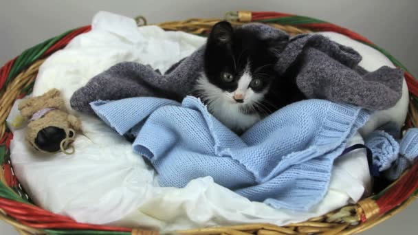 Gatito en la cesta — Vídeos de Stock