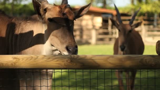 Antilopa losí — Stock video