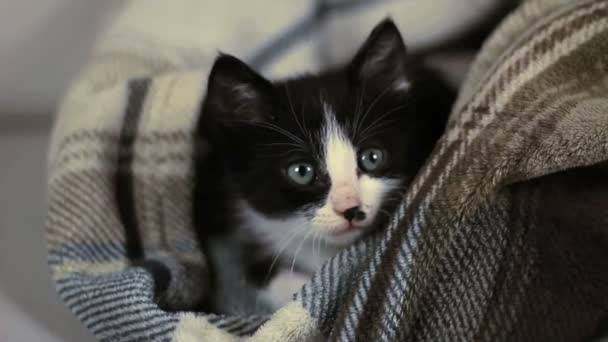 Gatinho na cesta — Vídeo de Stock