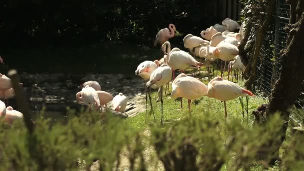 Groep van Flamingo 's — Stockvideo