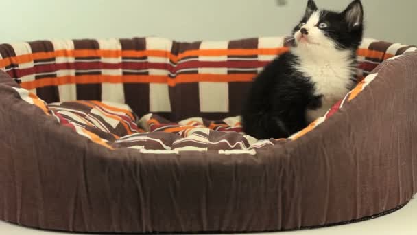 Oynayan yavru kedi — Stok video