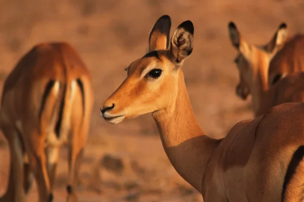 Gasell ansikte - safari kenya — Stockfoto