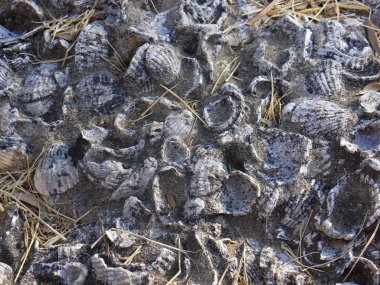 fosilleşmiş bir duvara kabuğunda