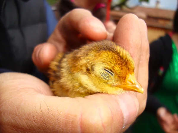 Pollito recién nacido — Foto de Stock