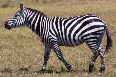 Zebra - Safari Kenya