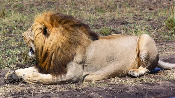 Löwe - Safari Kenya — Stockfoto