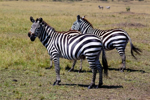 Zebra - szafari Kenyában — Stock Fotó