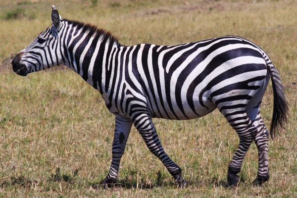 Zebra - szafari Kenyában — Stock Fotó