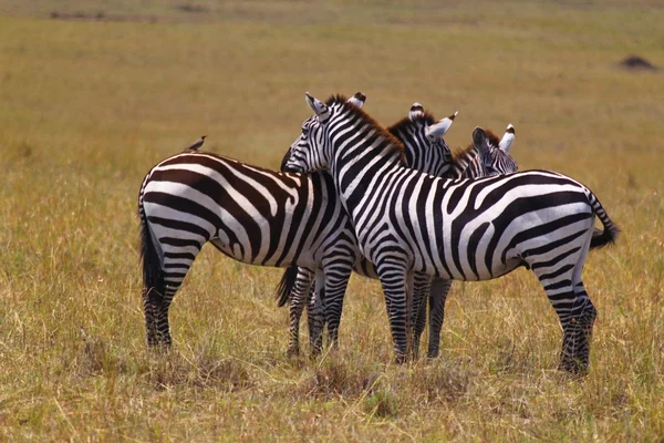 Zebra - kenya safari dinlenme — Stok fotoğraf